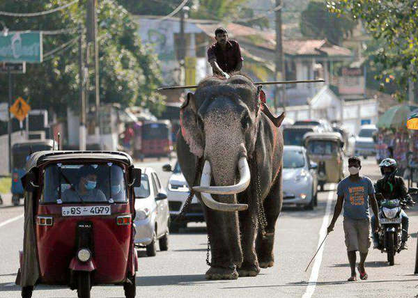 Sri Lanka Bans 'Drunk Driving' Of Elephants In New Protection Law