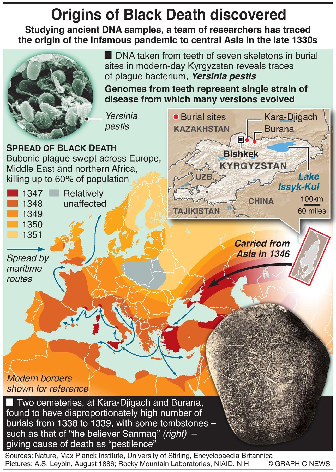 Origin of the Black Death, Traced back to Kyrgystan, Infographic provided by Graphic News, designed by JORDI BOU