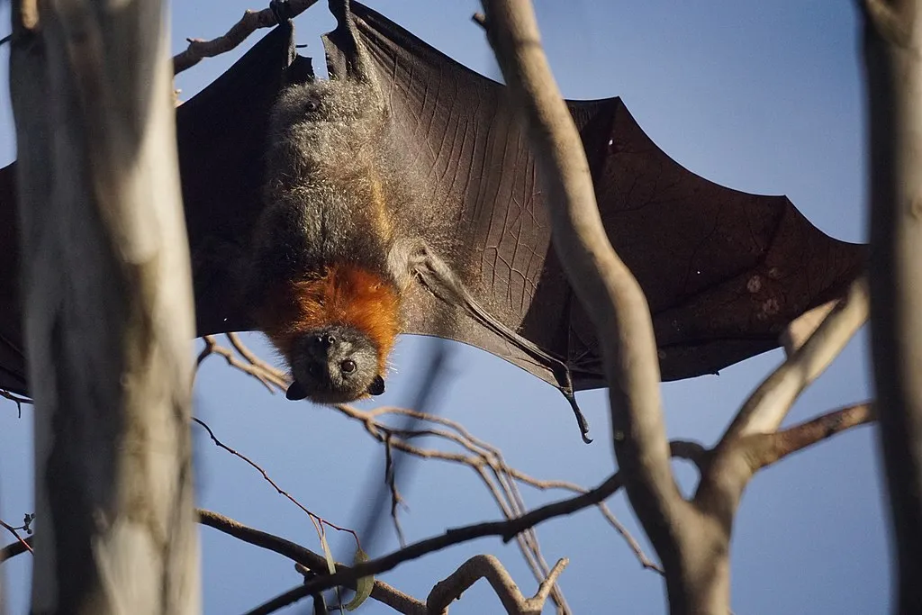 Fruit Bat (Flying Fox) which carries the Marburg Virus