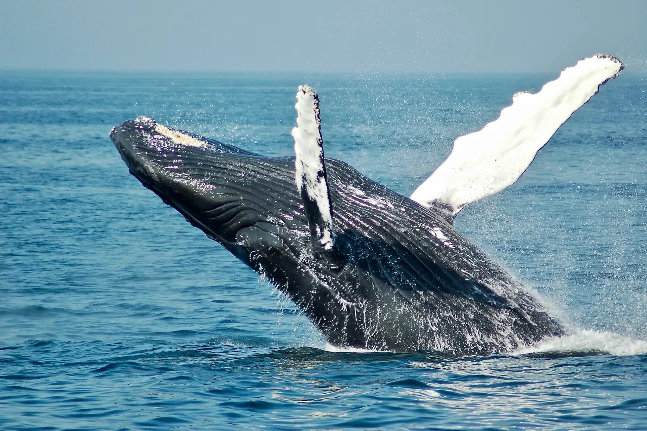 NOAA’s “No Evidence” That Wind Kills Whales Violates The Information Quality Act