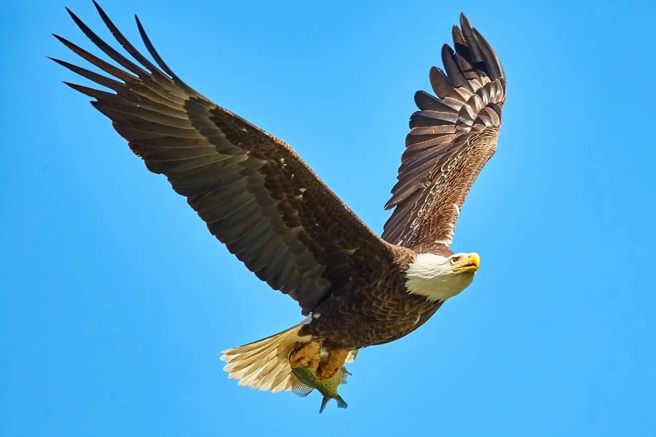 Lift The veil On Wind Power Killing Eagles