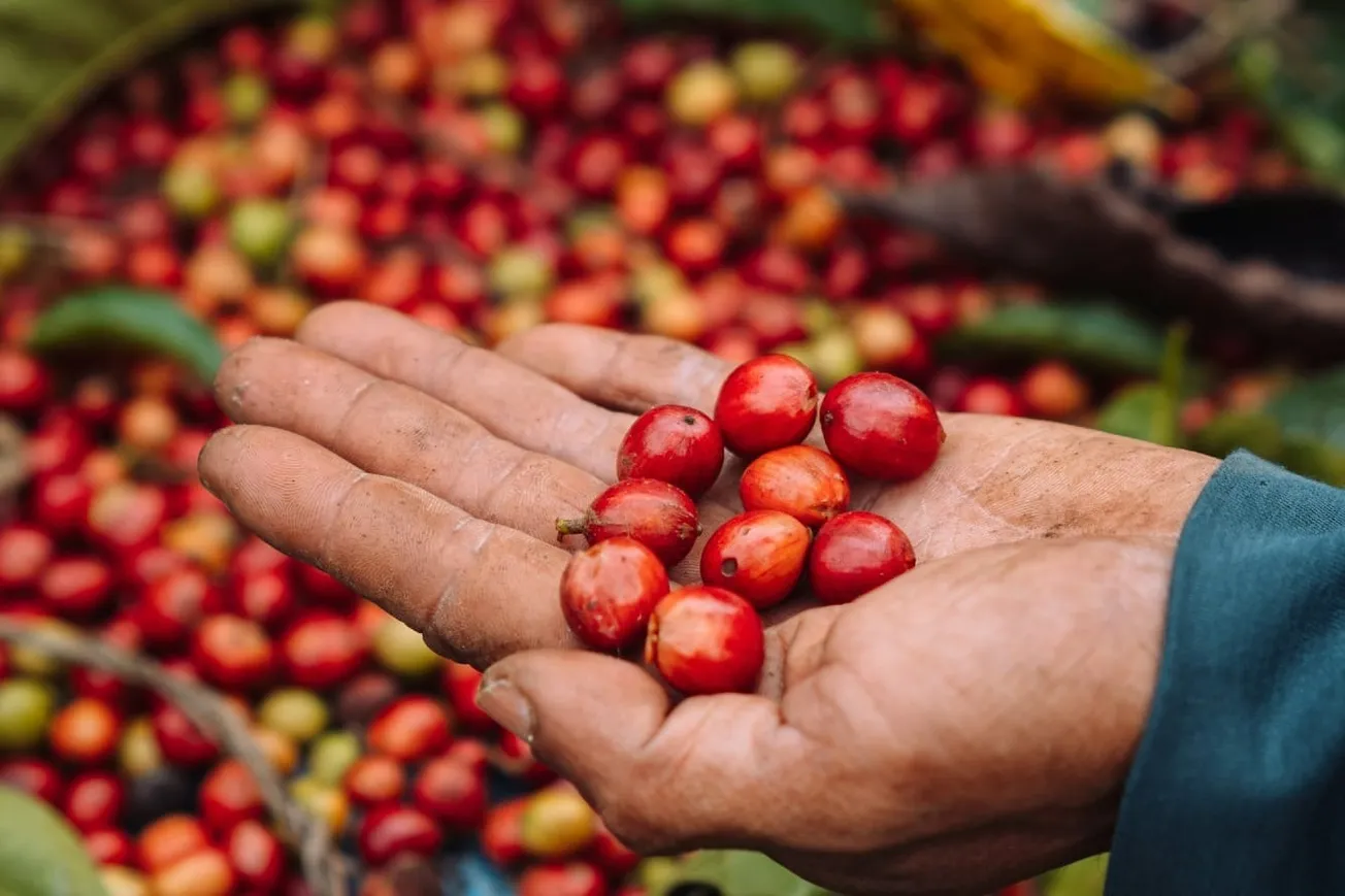 Plantation Ledgers And The Illusion Of Capitalist Rationality